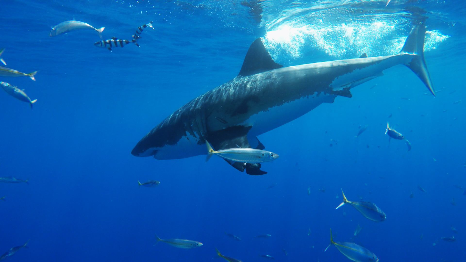 Great white shark and friends
